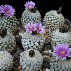Turbinicarpus valdezianus