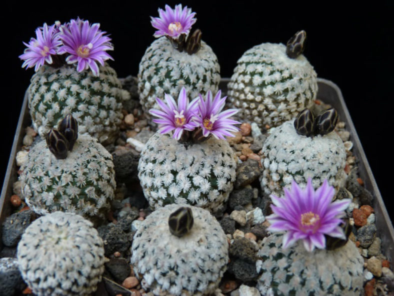 Turbinicarpus valdezianus