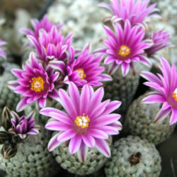 Turbinicarpus valdezianus