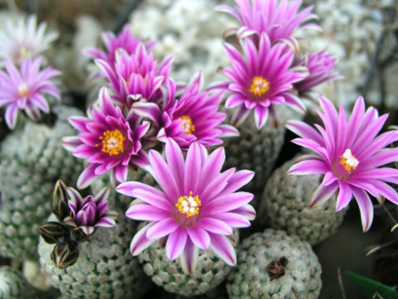 Turbinicarpus valdezianus