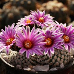Turbinicarpus valdezianus