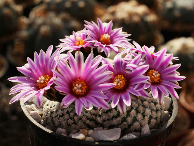 Turbinicarpus valdezianus