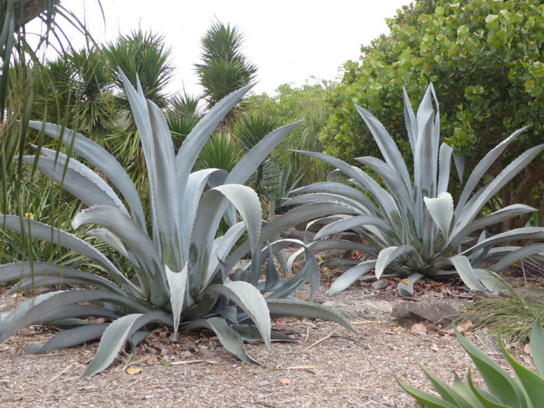 Agave americana var. franzosinii (Majestic Agave) aka Agave franzosini or Agave beaulueriana