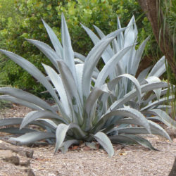 Agave beauleriana (Majestic Agave)