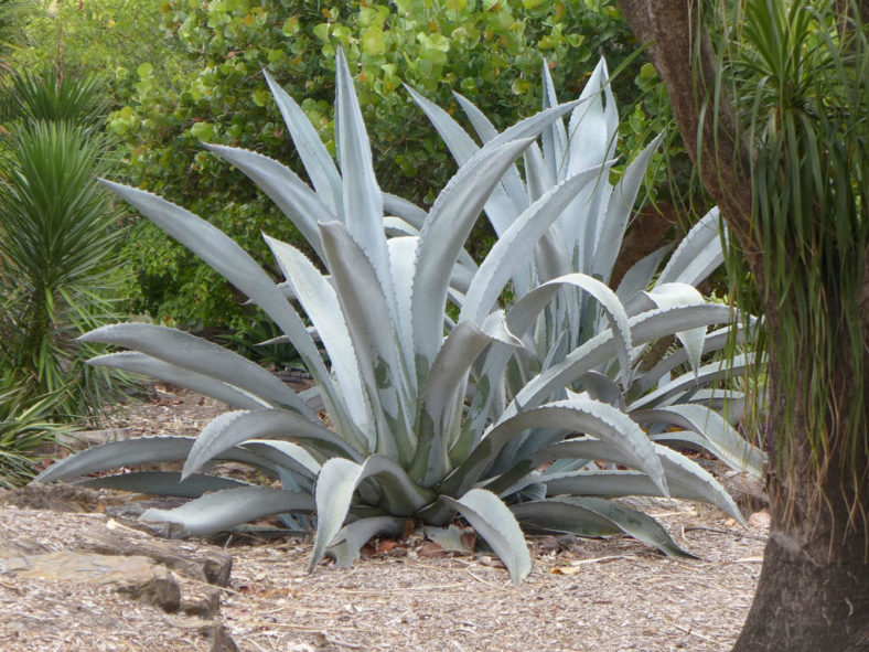 Agave americana var. franzosinii (Majestic Agave) aka Agave franzosini or Agave beaulueriana