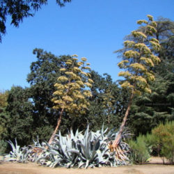 Agave beauleriana (Majestic Agave)