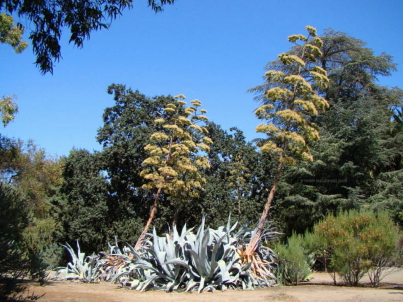 Agave americana var. franzosinii (Majestic Agave) aka Agave franzosini or Agave beaulueriana