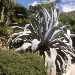 Agave beauleriana (Majestic Agave)