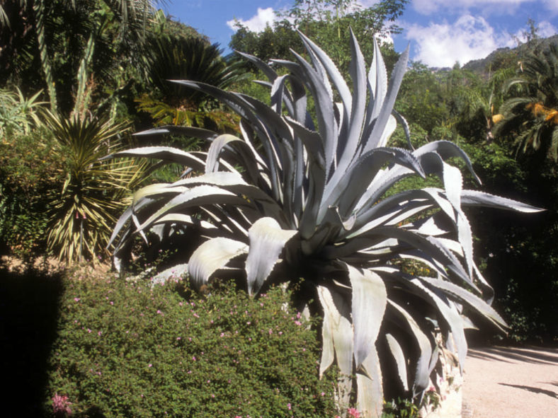 Agave americana var. franzosinii (Majestic Agave) aka Agave franzosini or Agave beaulueriana