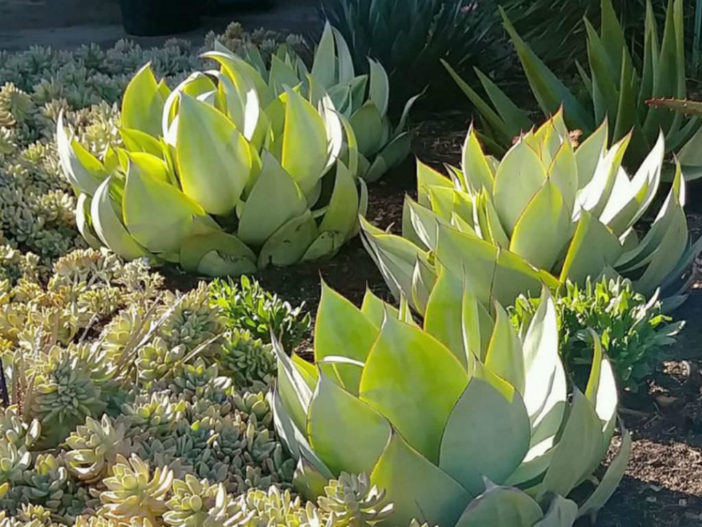 Agave mitis var. albidior - White Agave