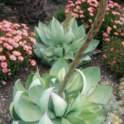 Agave mitis var. albidior - White Agave