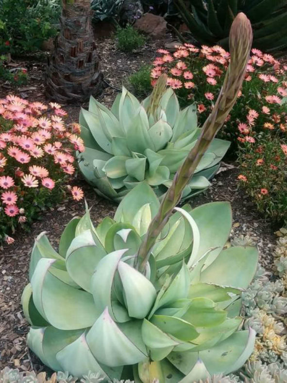 Agave mitis var. albidior - White Agave