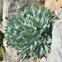 Agave mitis var. albidior - White Agave