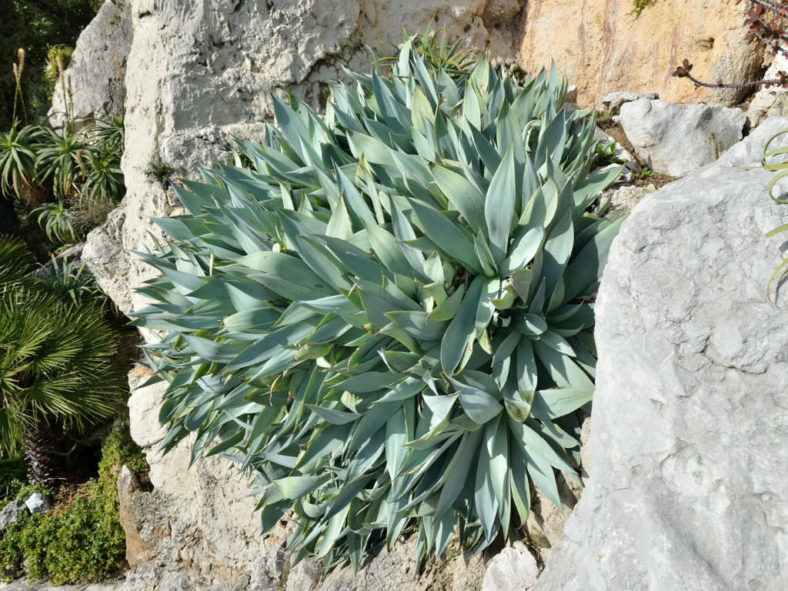 Agave mitis var. albidior - White Agave