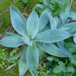 Agave mitis var. albidior - White Agave