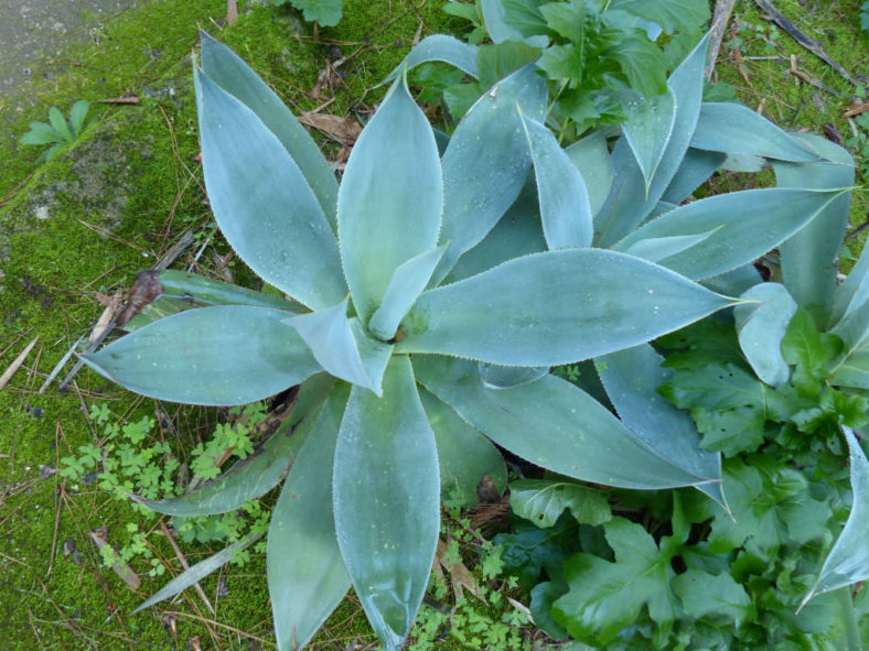 Agave mitis var. albidior - White Agave