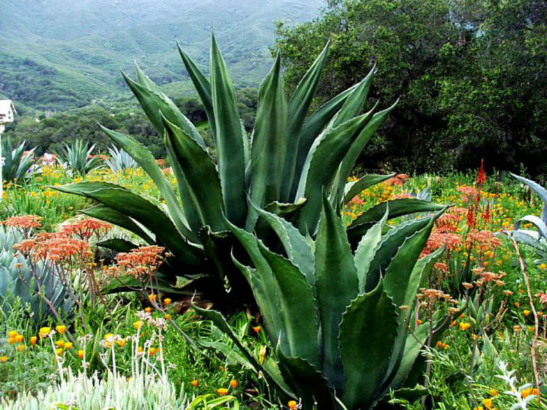 Agave salmiana 'Green Giant' - Giant Agave