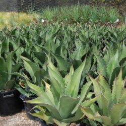Agave salmiana 'Green Giant' - Giant Agave