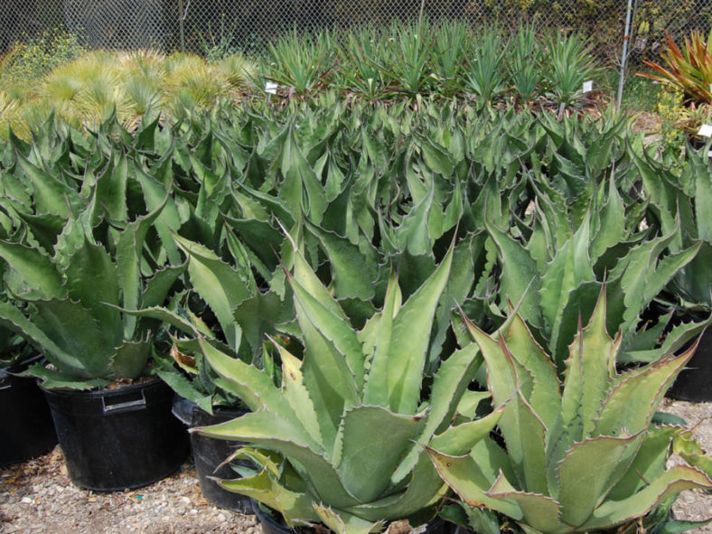 Agave salmiana 'Green Giant' - Giant Agave
