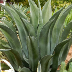 Agave salmiana 'Green Giant' - Giant Agave