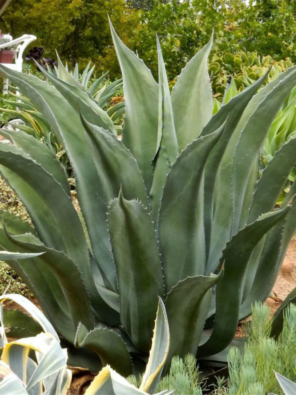 Agave salmiana 'Green Giant' - Giant Agave