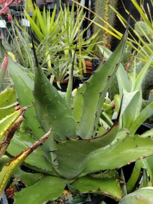Agave salmiana 'Green Giant' - Giant Agave