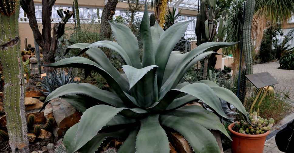 Agave salmiana var. ferox - World of Succulents