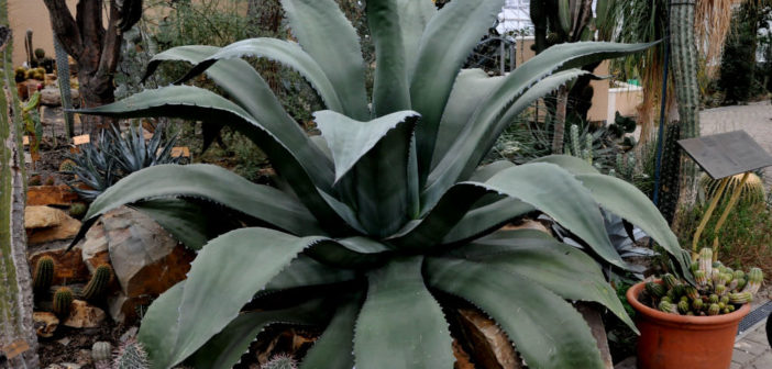 Agave salmiana var. ferox - World of Succulents