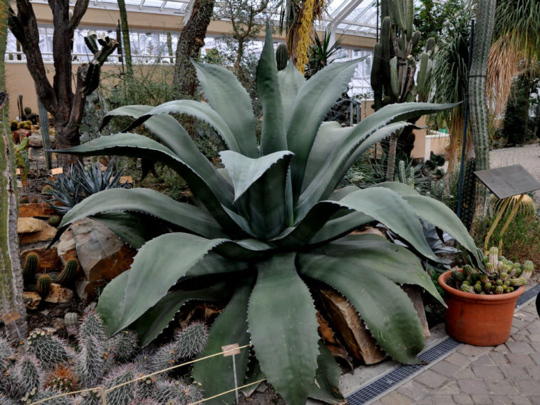 Agave salmiana var. ferox - Ferocious Pulque Agave