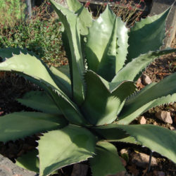 Agave salmiana var. ferox - Ferocious Pulque Agave