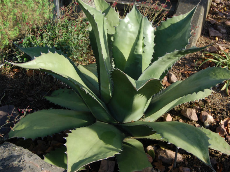 Agave salmiana var. ferox - Ferocious Pulque Agave