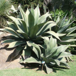 Agave salmiana var. ferox - Ferocious Pulque Agave