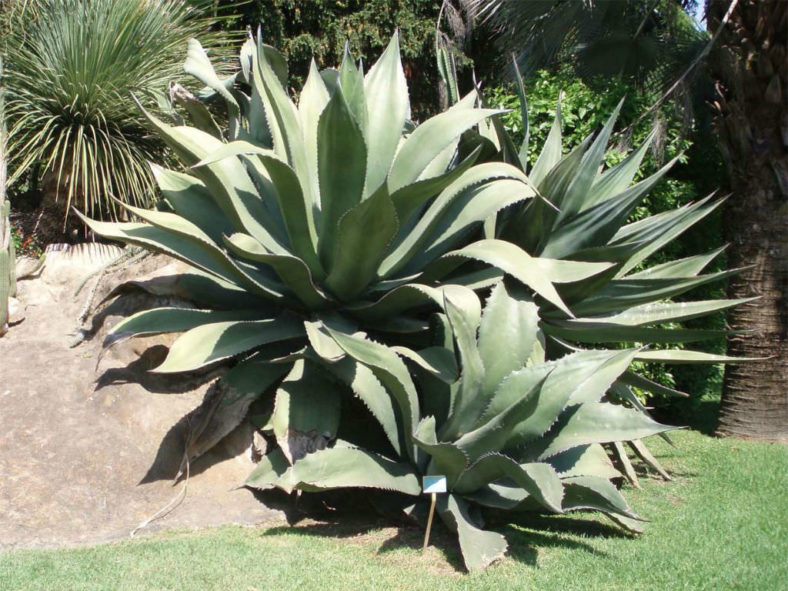 Agave salmiana var. ferox - Ferocious Pulque Agave