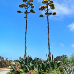 Agave salmiana var. ferox - Ferocious Pulque Agave