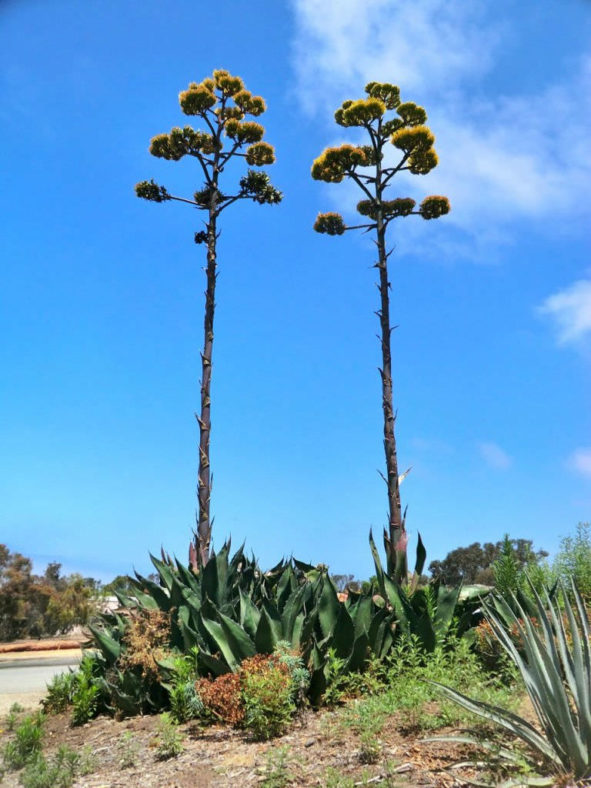 Agave salmiana var. ferox - Ferocious Pulque Agave