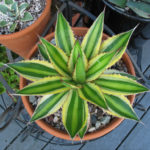 Agave univittata 'Quadricolor' (Quadricolor Century Plant) aka Agave lophantha 'Quadricolor'