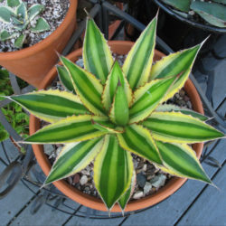 Agave univittata 'Quadricolor' - World of Succulents