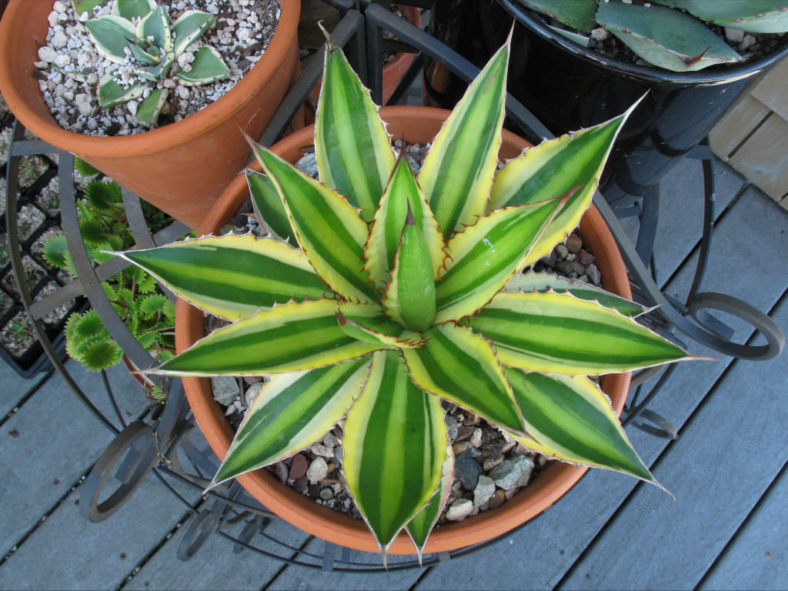 Agave lophantha 'Quadricolor' (Quadricolor Century Plant) aka Agave univittata 'Quadricolor'