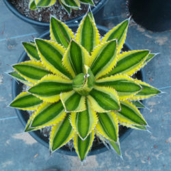 Agave univittata 'Quadricolor' (Quadricolor Century Plant) aka Agave lophantha 'Quadricolor' or Agave lophantha ''Goshikibandai'