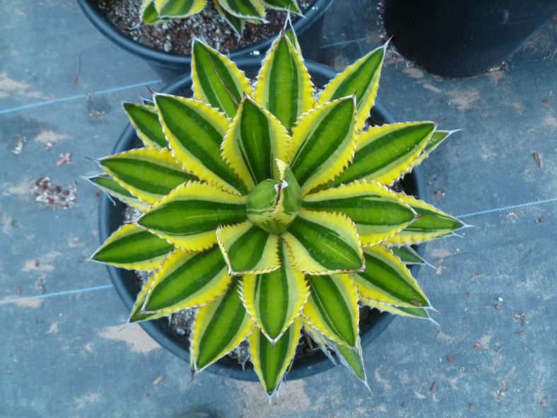 Agave lophantha 'Quadricolor' (Quadricolor Century Plant) aka Agave univittata 'Quadricolor'
