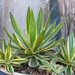 Agave univittata 'Quadricolor' (Quadricolor Century Plant) aka Agave lophantha 'Quadricolor' or Agave lophantha ''Goshikibandai'