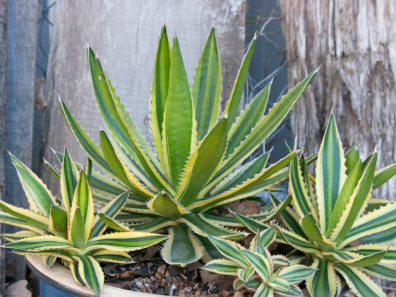Agave lophantha 'Quadricolor' (Quadricolor Century Plant) aka Agave univittata 'Quadricolor'