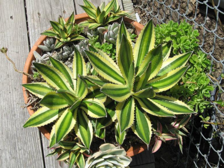 Agave univittata 'Quadricolor' (Quadricolor Century Plant) aka Agave lophantha 'Quadricolor' or Agave lophantha ''Goshikibandai'