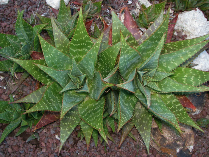 Aloe maculata (Soap Aloe)