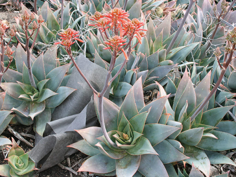 Aloe 'Ghost Aloe' aka Aloe striata 'Ghost Aloe'