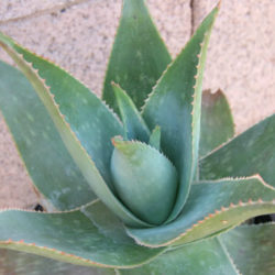 Aloe 'Ghost Aloe' aka Aloe striata 'Ghost Aloe'