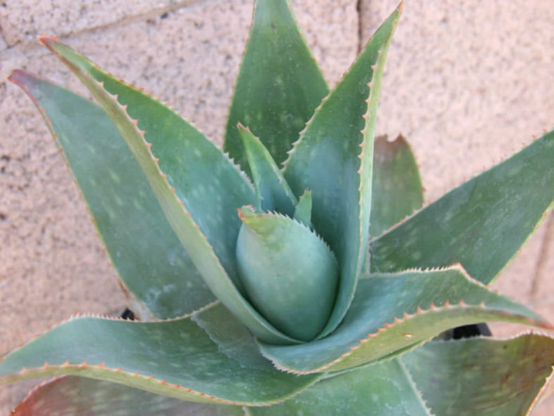 Aloe 'Ghost Aloe' aka Aloe striata 'Ghost Aloe'