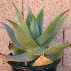 Aloe 'Ghost Aloe' aka Aloe striata 'Ghost Aloe'