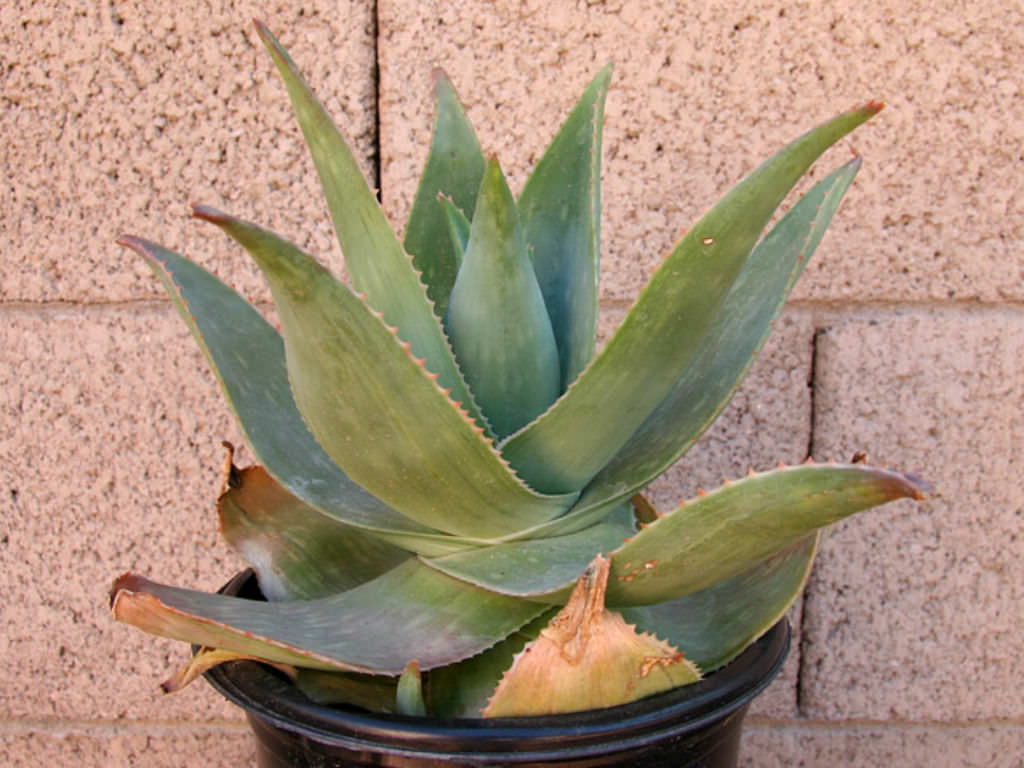 Currently in a gallon pot 10" diameter Aloe striata ‘Ghost Aloe’ 