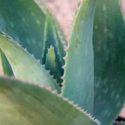 Aloe 'Ghost Aloe' aka Aloe striata 'Ghost Aloe'